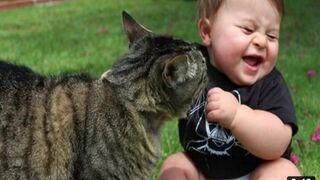 Funny cat vedio