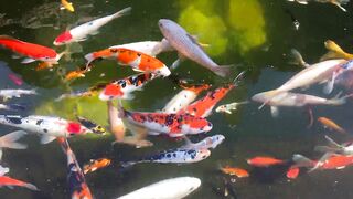 Aquatic life and their super attractive colours