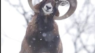 wildlife photography, nature animal birds photography.