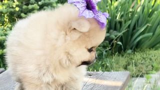 Beautiful puppy