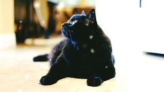 Funny animals/beautifull cats playing with toys/beautifull cats playing/cats vedios for kids.
