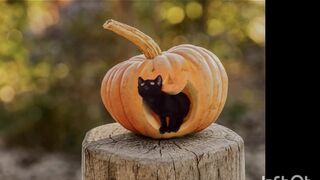 Cute cat in pumpkin
