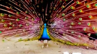 Peacock Colony