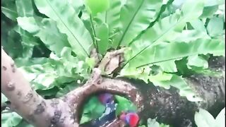 bird bath