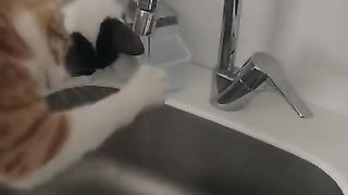 cute cats funny video