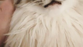 Baby cat cute and funny