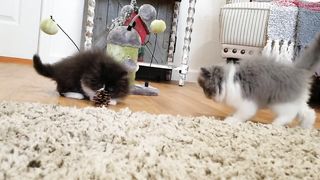 Cute Cat Video ????????