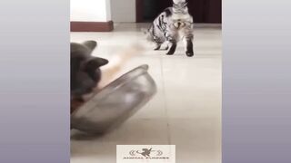 Funny Dog And Cat, Funniest Animals #110