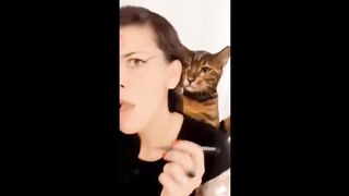 Cats video
