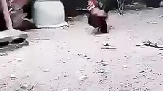 Roosters Amazing Fighting