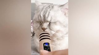 Funniest Animals ???? Funny Dogs and Cats Videos 2023 ????????