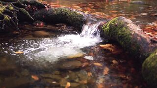 River Beauty