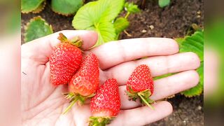Kitchen Gardening - Strawberries