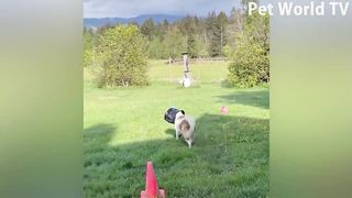 Best Funniest cat..and cute and dogs.. funny animals vidos
