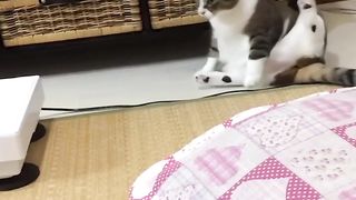 Funniest cats and dogs.. funny animals video 2023
