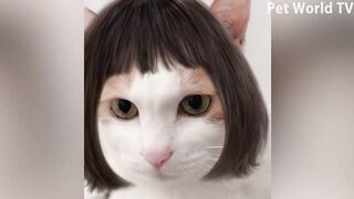 Funny animals vidos