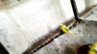 Budgies Hogo Romo