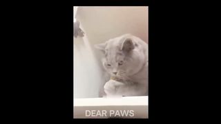 Funny animals vidos