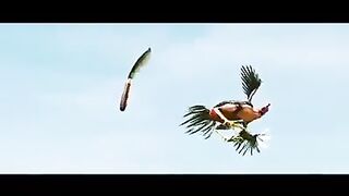 Amazing fight with chicken