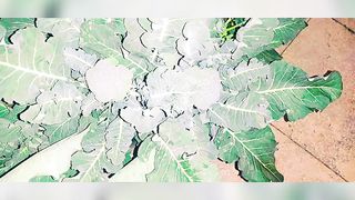 Kitchen Gardening - Broccoli ????