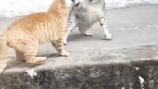 Pet cats fighting ????????