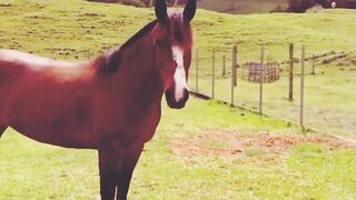 1 HOUR of AMAZING HORSES From Around the World - Best Relax Music, Meditation, Stress Relief,