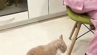 funny cat(;