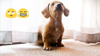 Funny and beautiful moments baby puppy