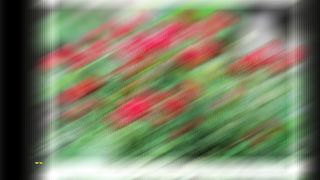 Top 10 Amazing Flowers/Beautiful Flowers In The World/Beautiful Flowers