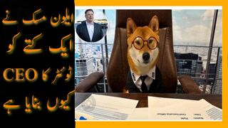Why Alon musk appointed a dog as a new ceo of twitter