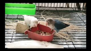 Love bird ko egg food de ka tarika