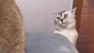 Cute Cat status video