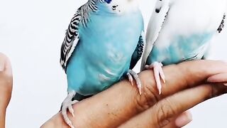 cute budgies