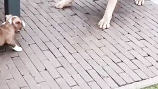 Funny Dog vudeo