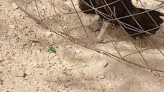 egg laying hen