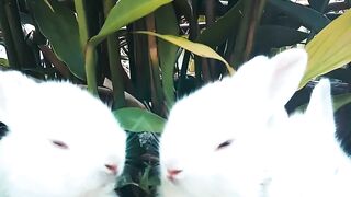 Cute Rabbits