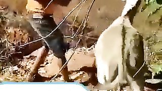 Funny donkey