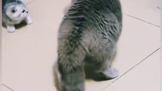 Ya Kya howa funny cat #viral #cat #shorts