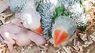 Raw Parrot Chicks Hand Feeding