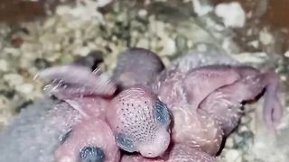 Budgies Active Chick's