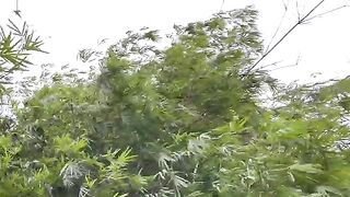 Dig your own secret tunnel under the bamboo forest
