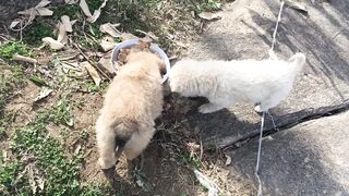 Cute puppy