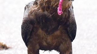 Bateleur eating a Red billed hornbill
