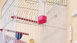Canary bird