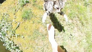 funniest animals 2023/crazy cat playing/beautifull cats vedios/funny cat vedios for babies