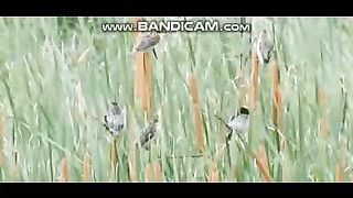 Sparrows 18-2-2023-2