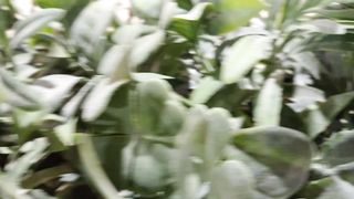Artificial green ???? plant