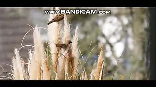 Sparrows 18-2-2023-3