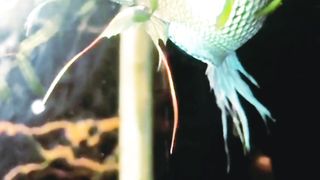 Betta Fish Mom Daddy Meetup