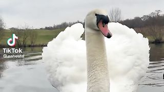 Beautigul Swan